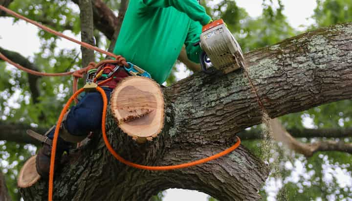 A tree being trimmed in Council Bluff, IA.