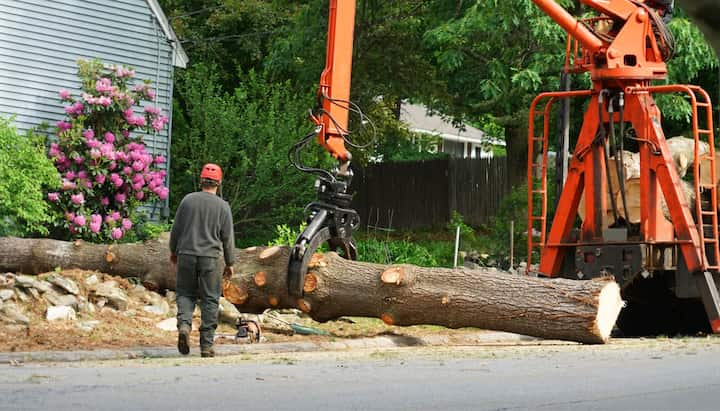 A tree knocked over by tree trimming professionals in Council Bluff, IA..