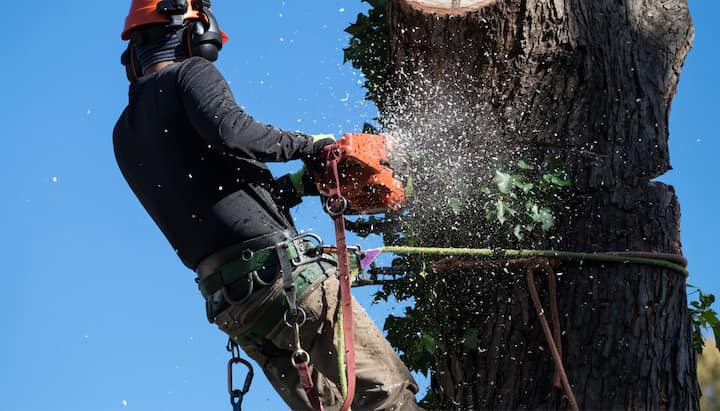 A tree trimming expert chopping a tree in Council Bluff, IA.